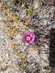 Clarkia speciosa