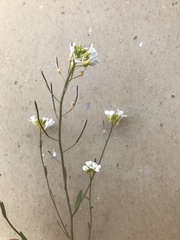 Arabidopsis suecica