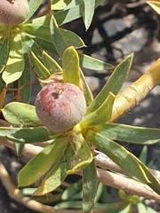 Euphorbia balsamifera image