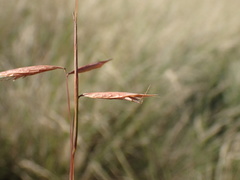 Monocymbium ceresiiforme