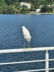 Egretta thula
