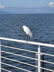Egretta thula
