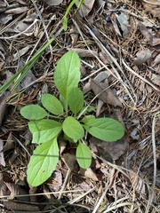 Salvia lyrata
