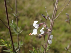 Syncolostemon argenteus