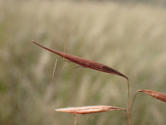 Monocymbium ceresiiforme