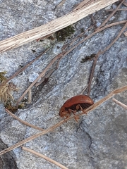 Gonioctena fornicata