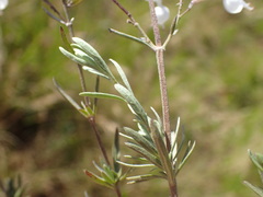 Syncolostemon argenteus