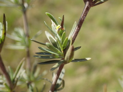 Syncolostemon argenteus