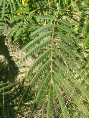 Albizia julibrissin