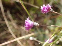Pseudopegolettia thodei