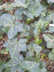Hedera helix