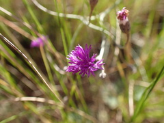 Pseudopegolettia thodei