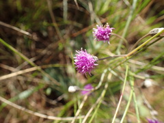 Pseudopegolettia thodei