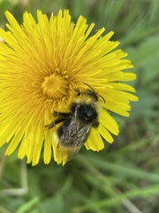Bombus campestris