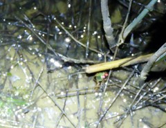 Chlaenius nigricornis