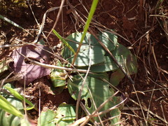 Pseudopegolettia thodei