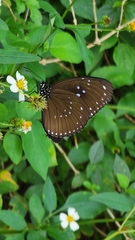 Euploea sylvester swinhoei
