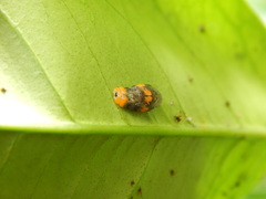 Ocyptamus gastrostactus