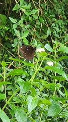 Euploea sylvester swinhoei