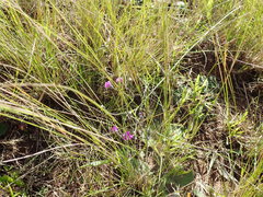 Pseudopegolettia thodei