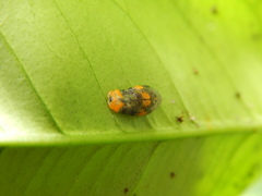 Ocyptamus gastrostactus