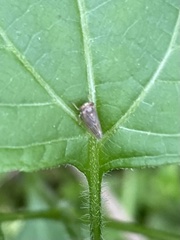 Agallia quadripunctata
