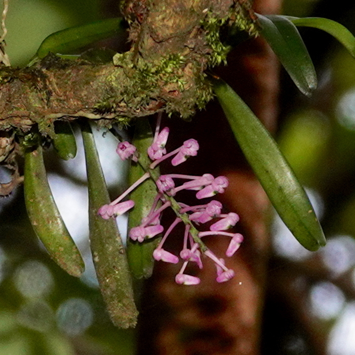 Robiquetia rosea