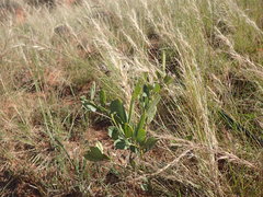 Argyrolobium robustum