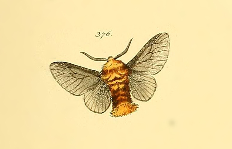 Megalopyge chrysocoma
