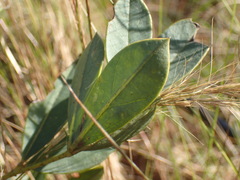 Argyrolobium robustum