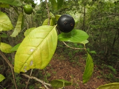 Cordiera sessilis