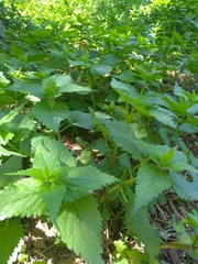Lamium album