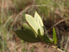 Argyrolobium robustum