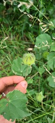 Abutilon sonneratianum