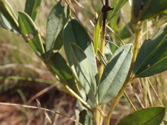 Argyrolobium robustum