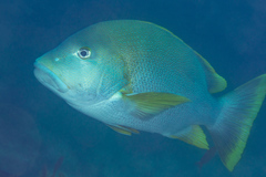 Lutjanus rivulatus