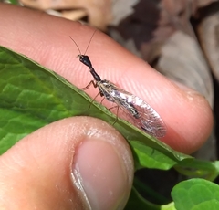 Phaeostigma