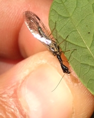 Phaeostigma