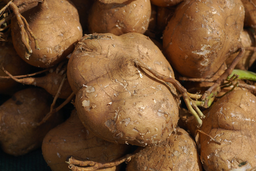 Pachyrhizus erosus