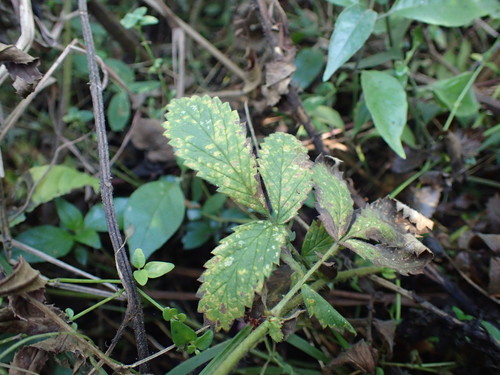 Image of Agrimonia bracteata by (c) Mahomed Desai, some rights reserved (CC BY)