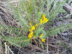 Astragalus wolgensis