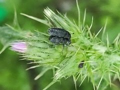 Rhinocyllus conicus