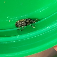 Rhinocyllus conicus