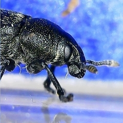 Rhinocyllus conicus