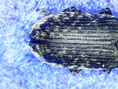 Rhinocyllus conicus