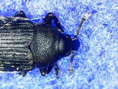 Rhinocyllus conicus