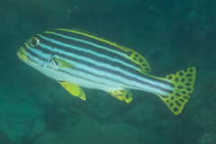 Plectorhinchus vittatus