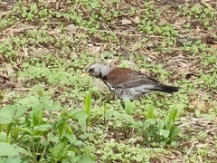 Turdus pilaris