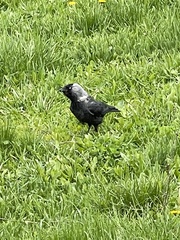 Corvus monedula