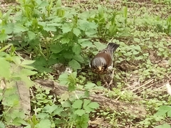 Turdus pilaris